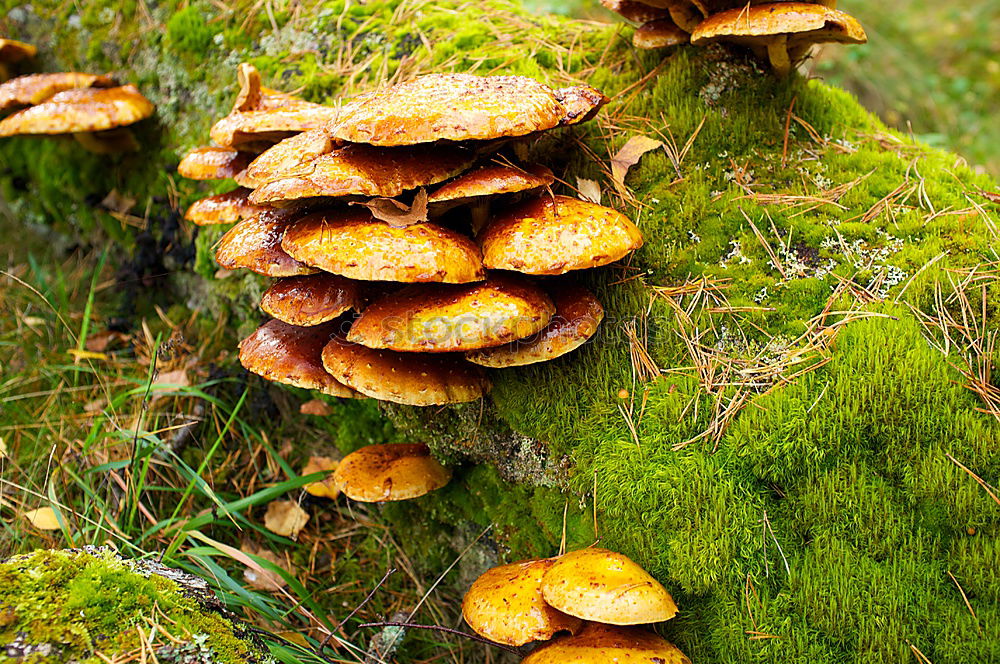 Similar – Image, Stock Photo Mushrooms on trunk Eifel