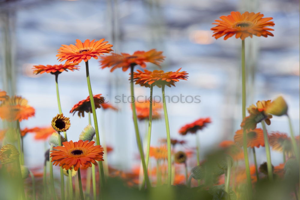 Similar – Image, Stock Photo Beautiful, gaudy meadow full of orange ball amaranth, in shallow depth of field. Romantic fuzzy flower meadow, with many round, poppy, spherical flowers. Flowering, summery, idyllic meadow flowers with green leaves, stems and bokeh.