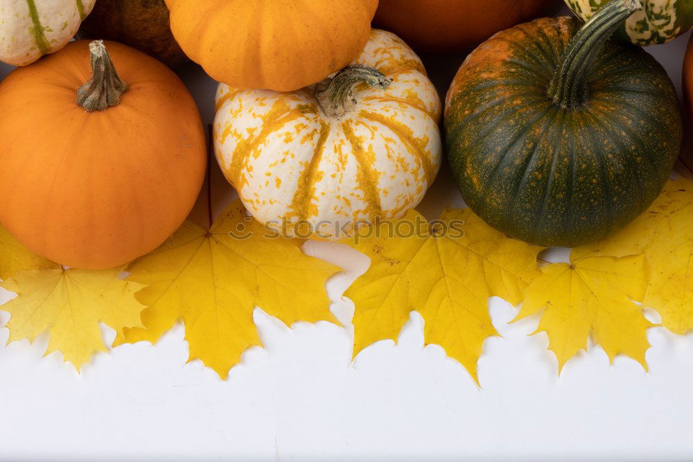 Similar – Pumpkin with colourful autumn leaves