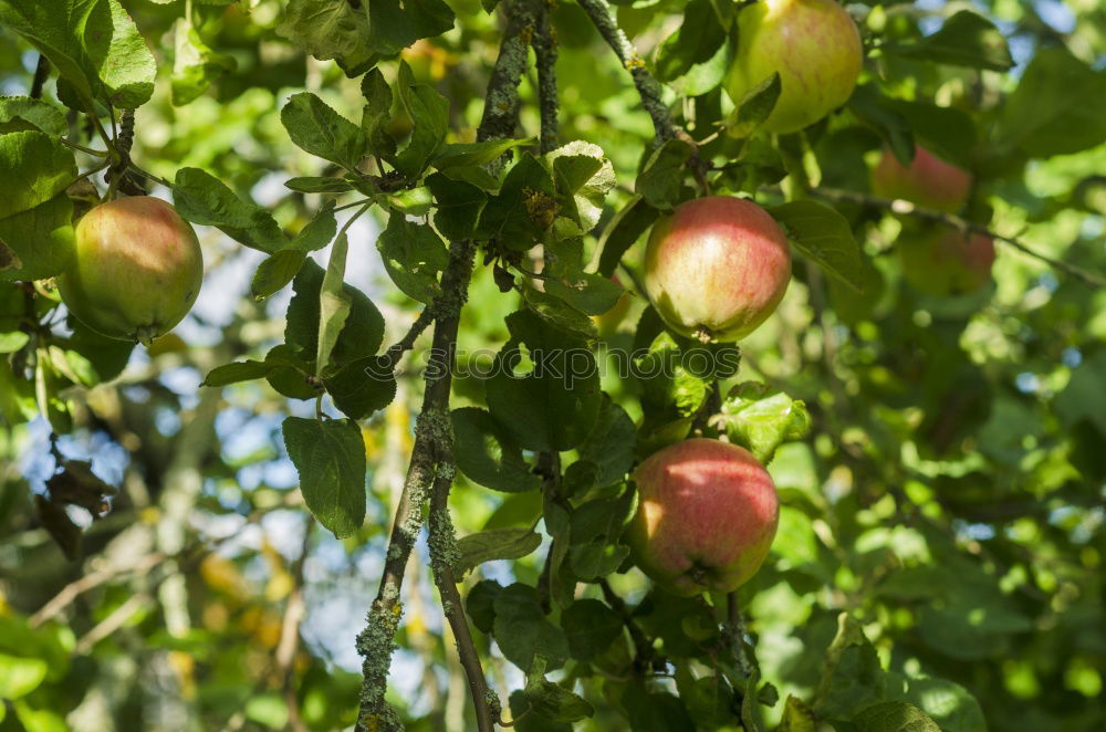 Similar – Image, Stock Photo Delicious apples Fruit