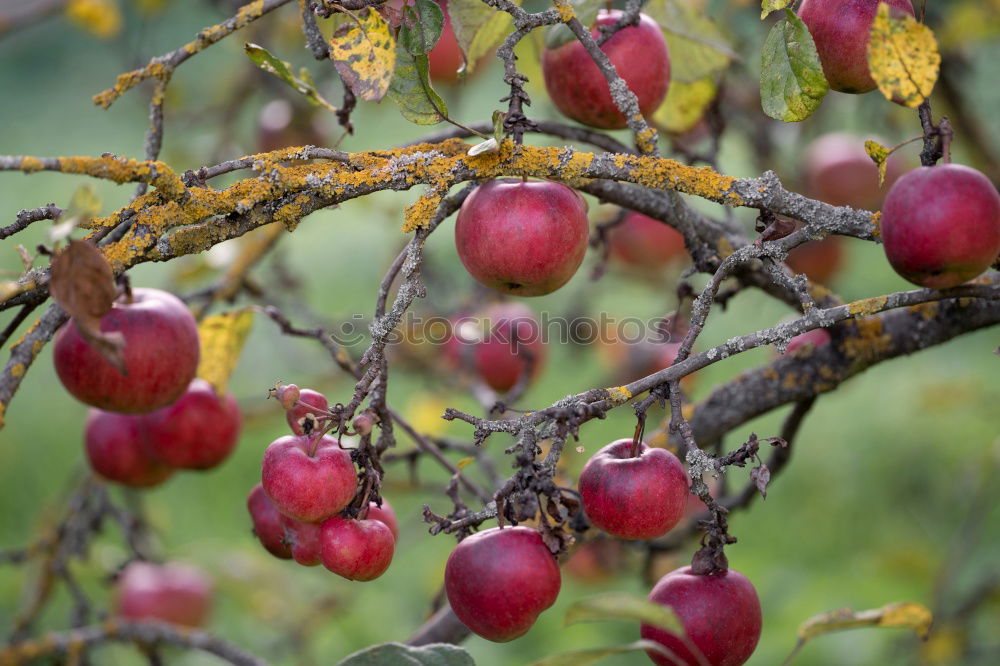 Similar – Image, Stock Photo Ripe apples shortly before harvesting