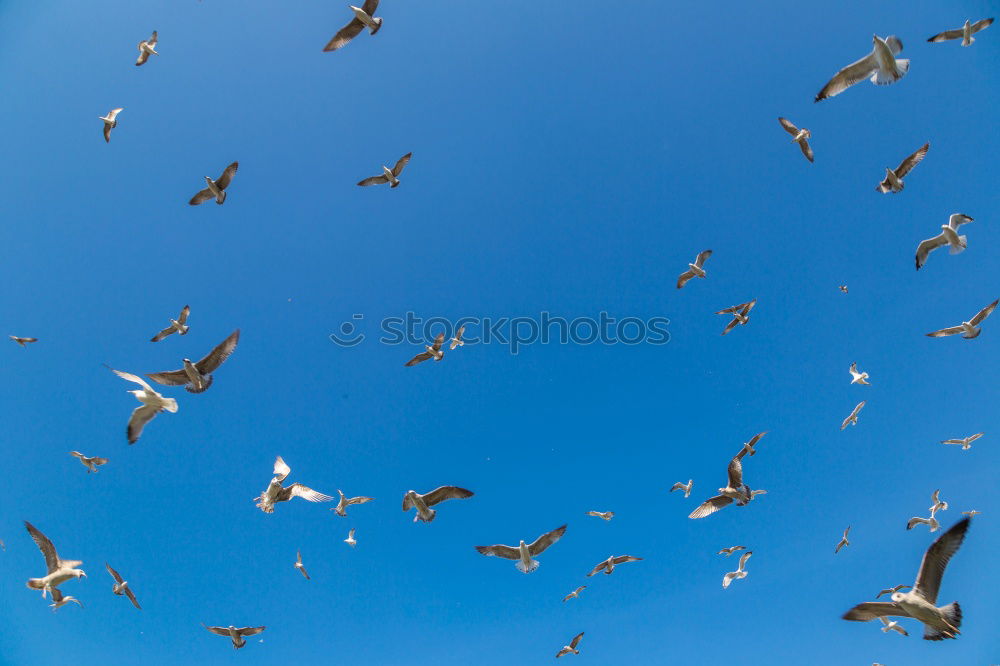 Similar – Image, Stock Photo No fly. Bee collecting honey.