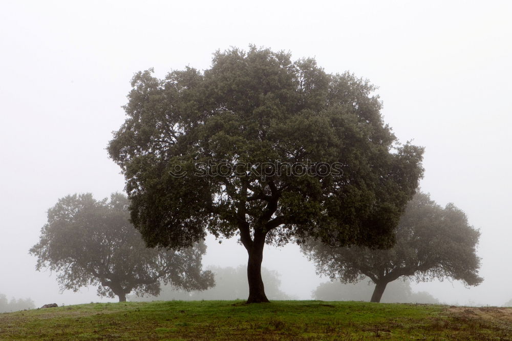 Similar – Image, Stock Photo Heart for trees