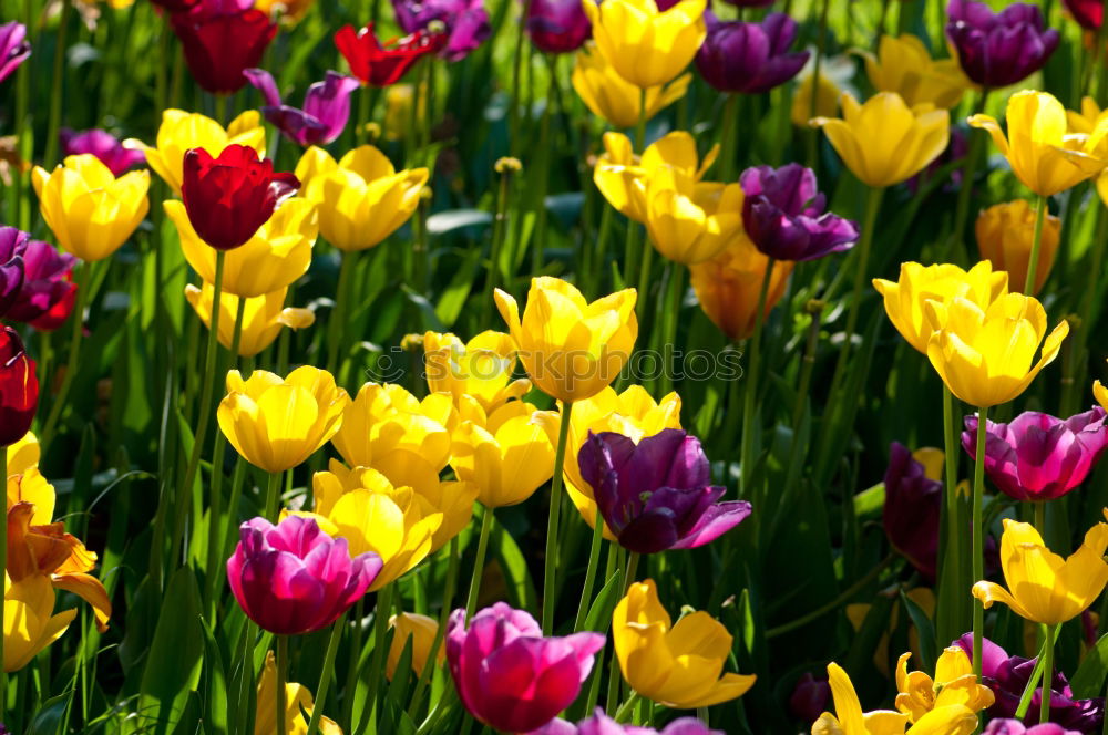 Similar – tulip garden