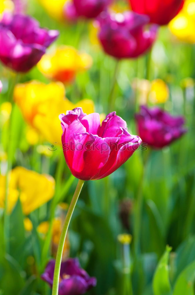 Similar – tulips Flower Tulip