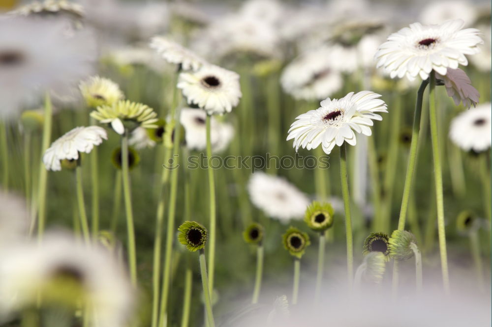 Similar – macro test Flower