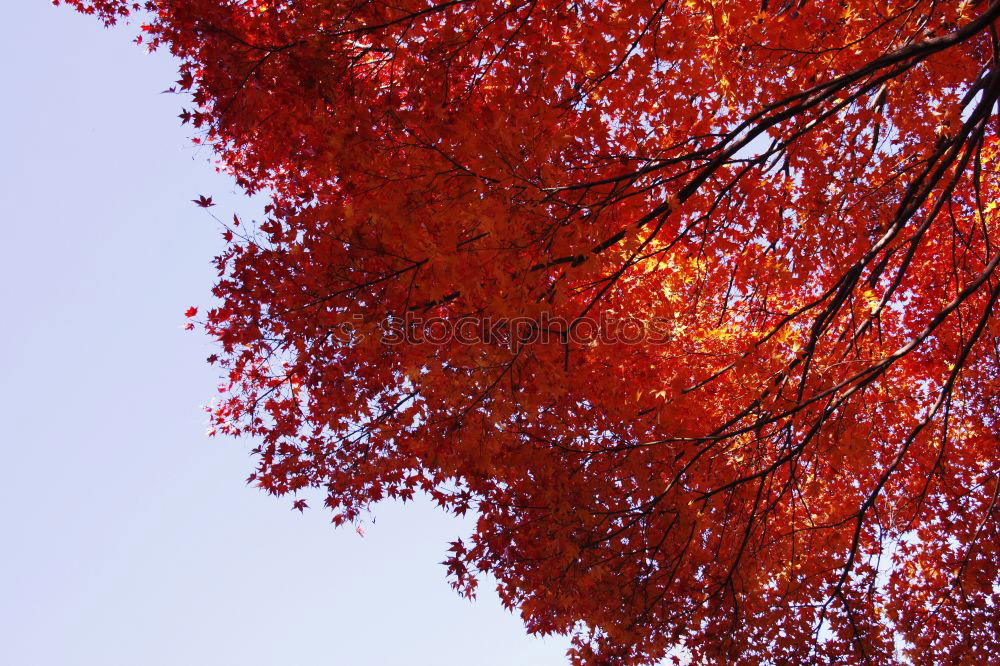 Similar – Herbstglühen schön Leben