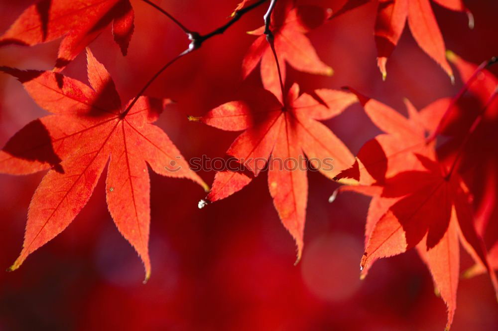 Similar – Image, Stock Photo autumn leaves Autumn Leaf