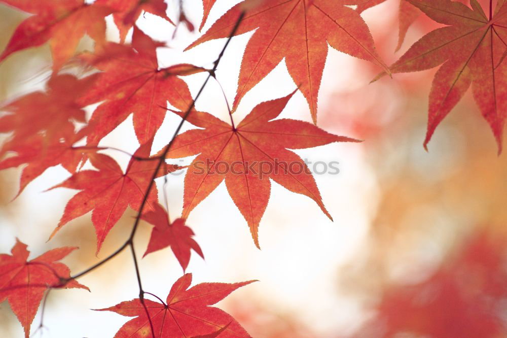 Similar – Image, Stock Photo [HH08.4] Red on green Leaf