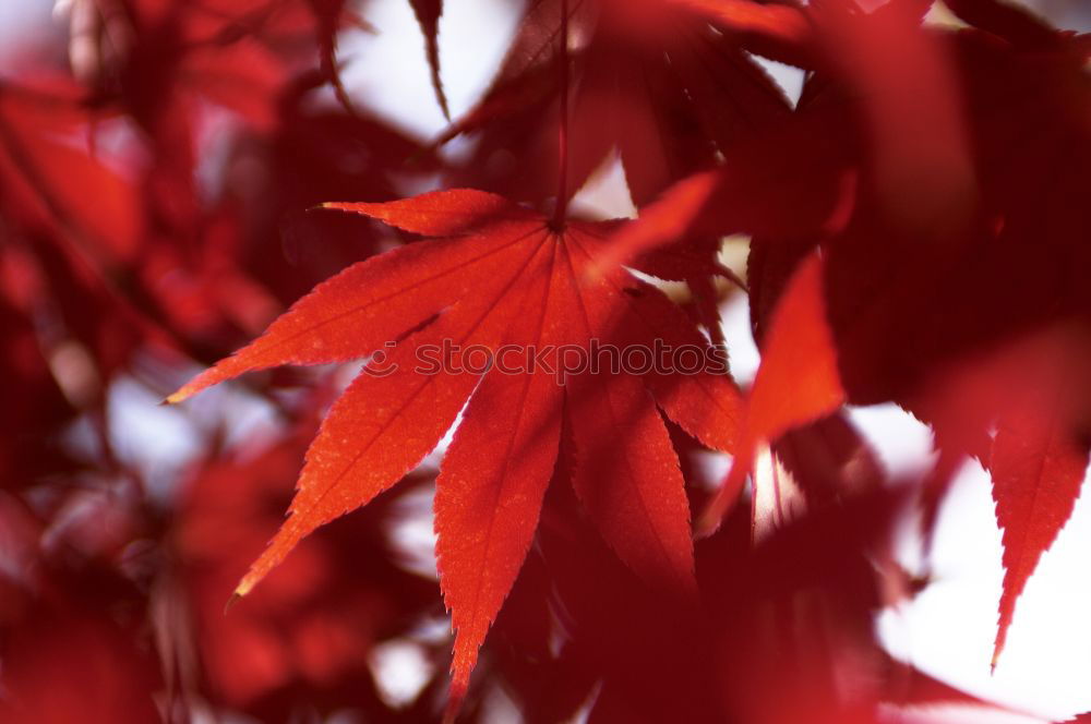 Similar – red october Leaf Red