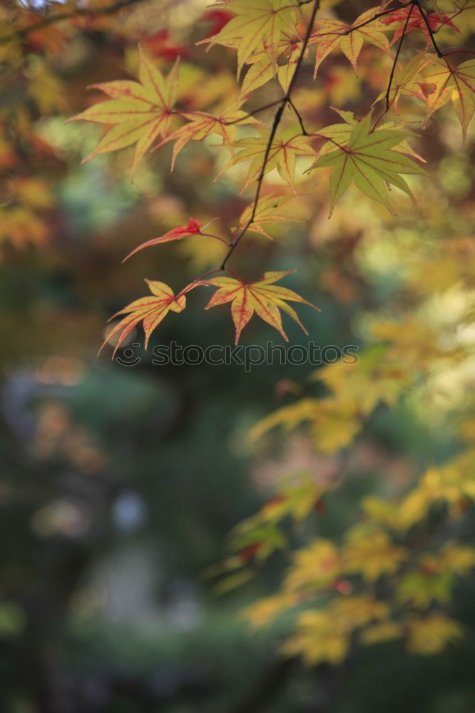 Similar – Image, Stock Photo get caught Colour photo