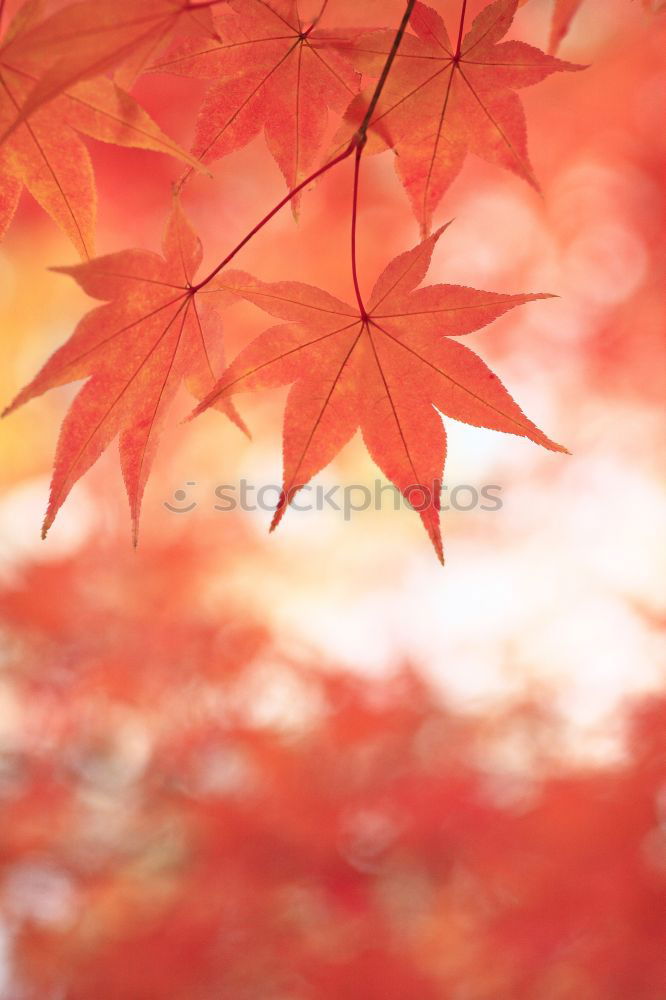 Similar – Image, Stock Photo wild wine in autumn colours