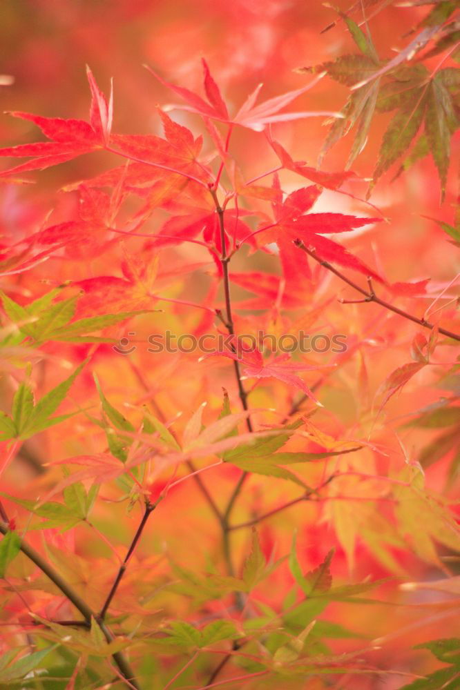 Similar – Image, Stock Photo wild wine in autumn colours