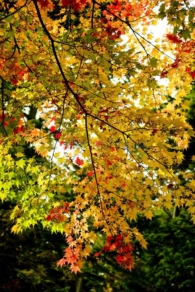 Similar – autumn foliage Life