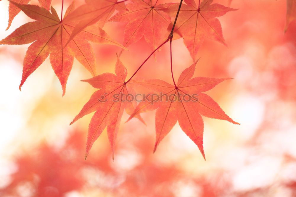 Similar – Image, Stock Photo flowering maple Nature