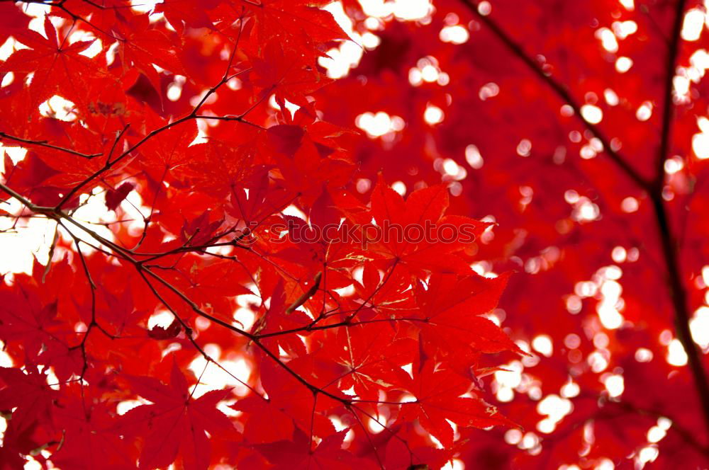 Similar – Image, Stock Photo autumn leaves Autumn Leaf