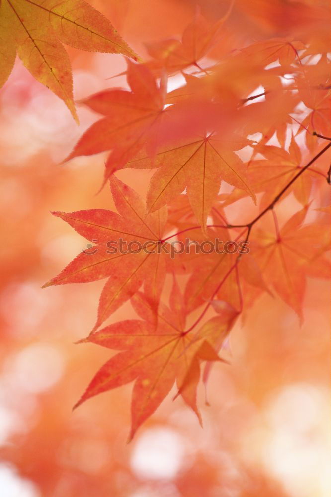 Similar – Image, Stock Photo wild wine in autumn colours