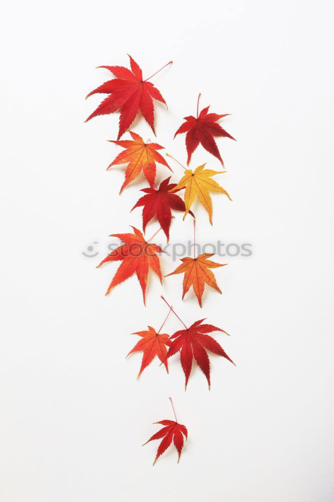 Similar – Image, Stock Photo red october Colour photo