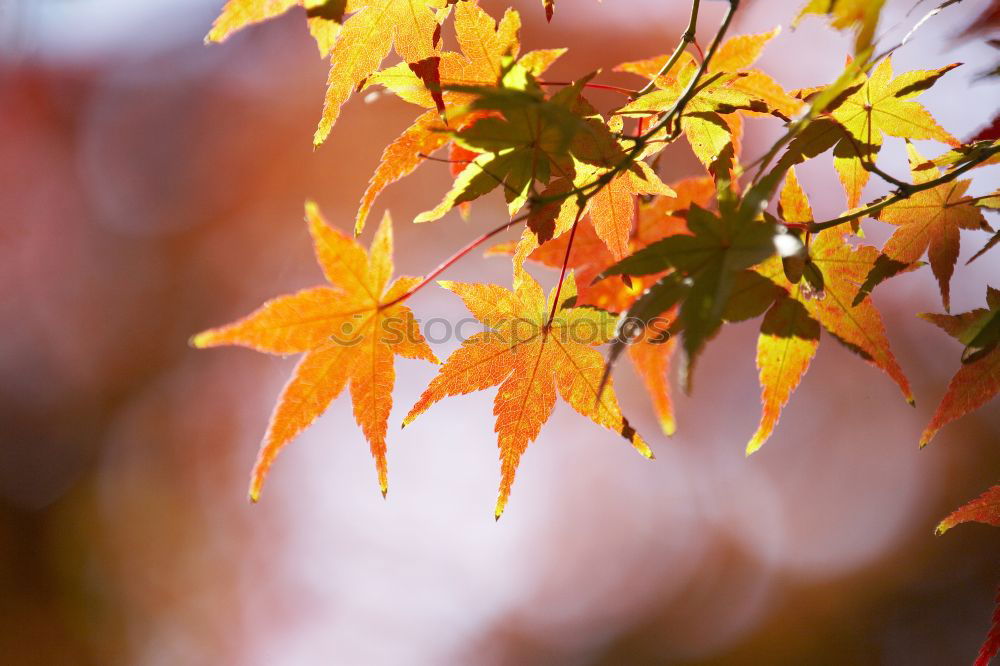 Similar – Yellow And Orange Autumn Tree Leaves In Fall Season