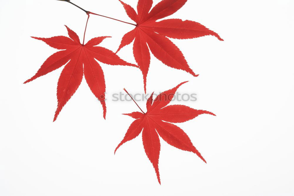 Luminous leaves