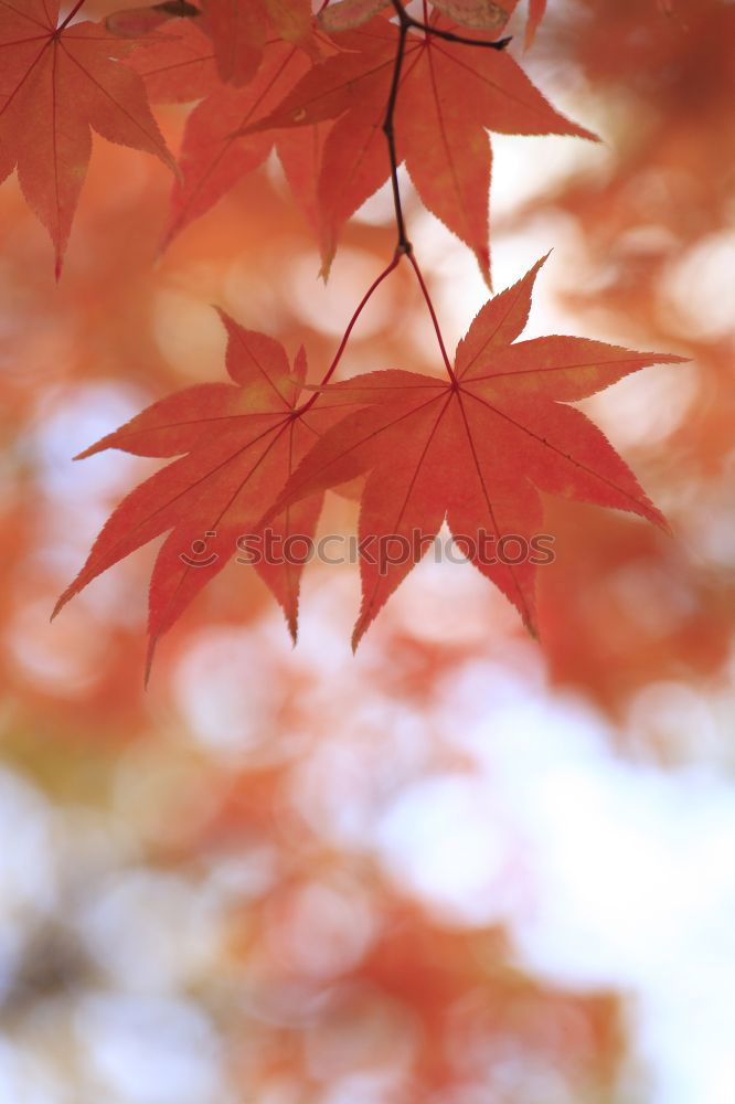 Similar – Image, Stock Photo flowering maple Nature