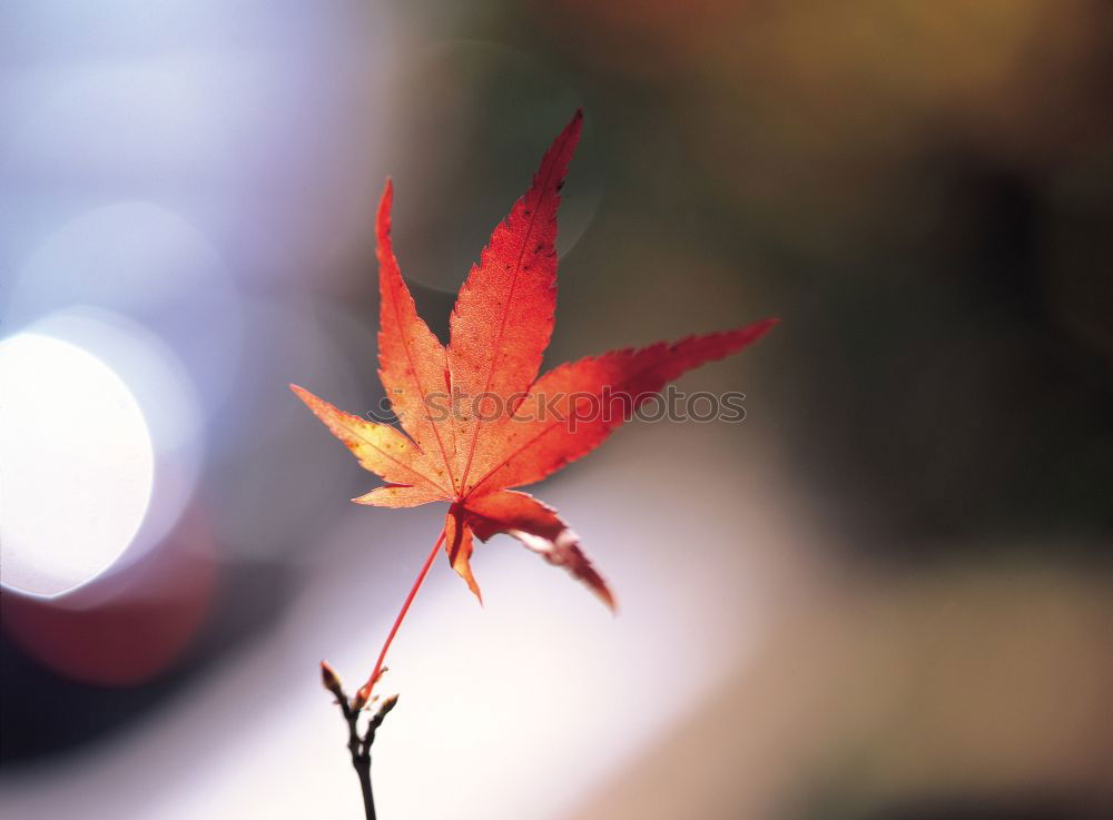 Similar – autumn Autumn leaves Leaf