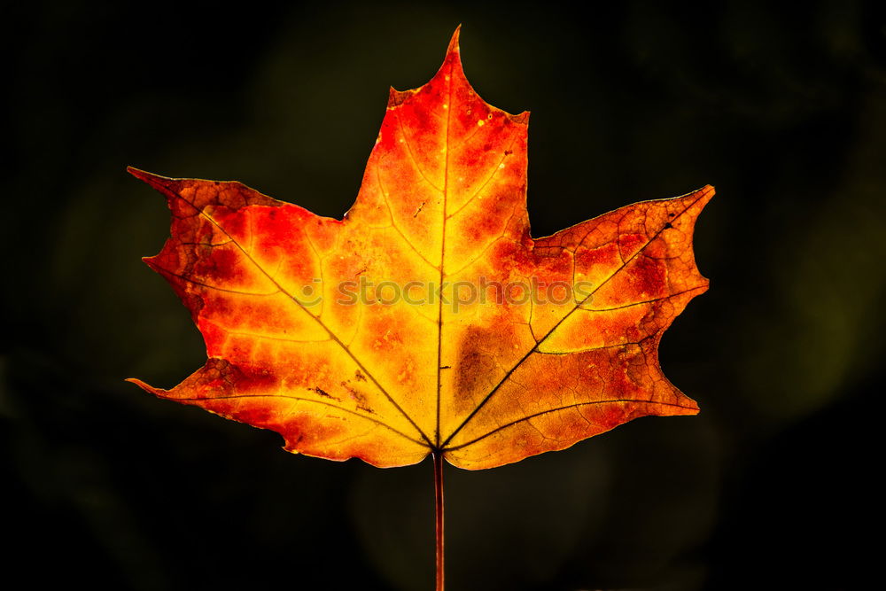 Similar – Gutes Blatt Herbst