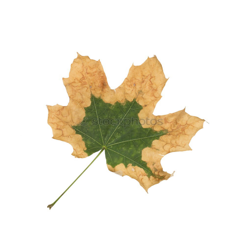 Similar – Image, Stock Photo herbarium Elegant Style