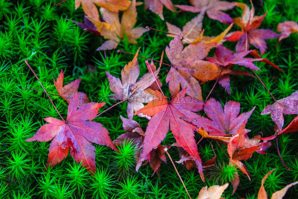 Similar – “Teufels” leaves