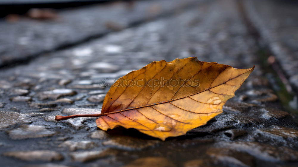 Similar – Image, Stock Photo transience Autumn Leaf