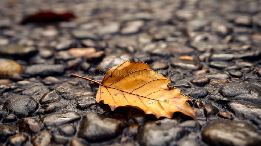 Similar – Herbstlaub Gras grün Blatt