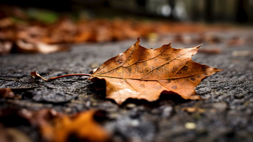 Similar – Image, Stock Photo leaf Nature Plant Autumn