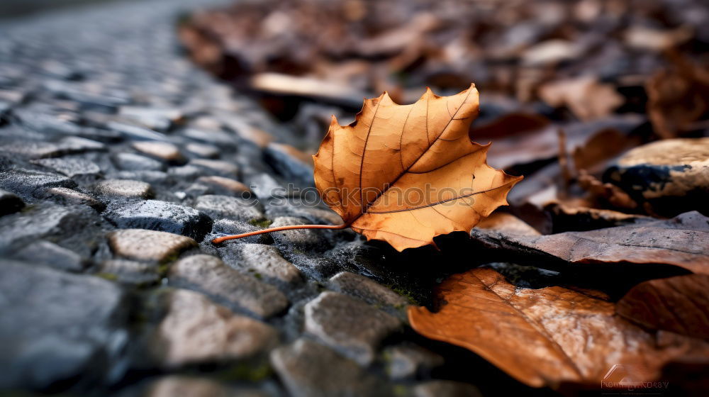 Similar – Image, Stock Photo leaf Nature Plant Autumn