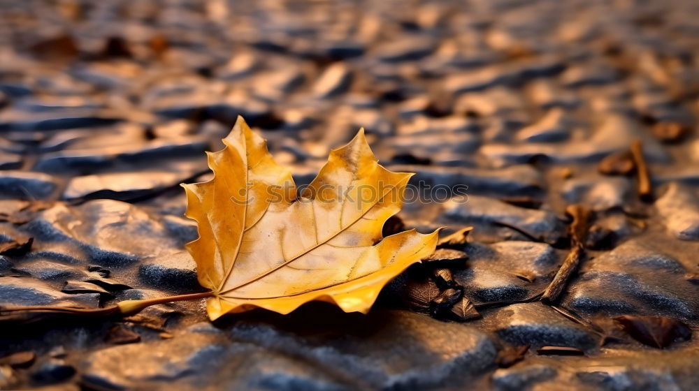 Similar – Image, Stock Photo Autumn colors Design