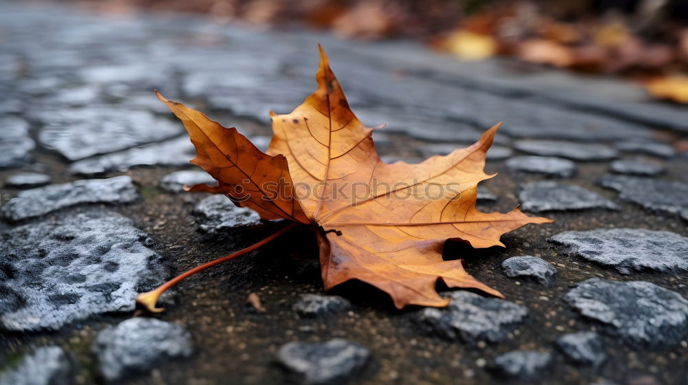 Similar – Image, Stock Photo Farewell to autumn Shadow