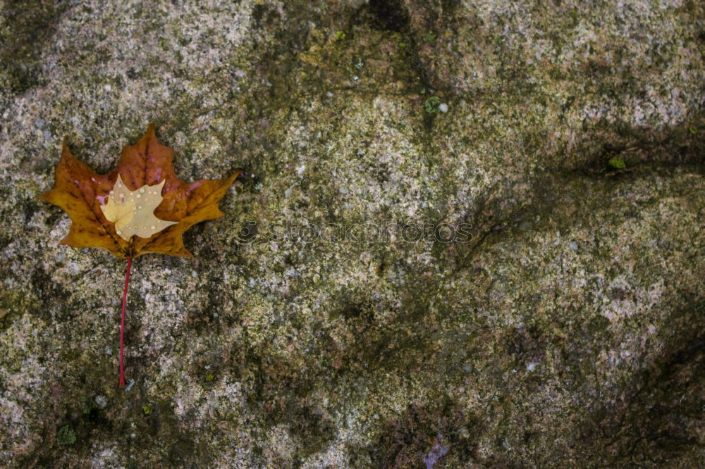 Similar – Moosteppich Blatt Pflanze