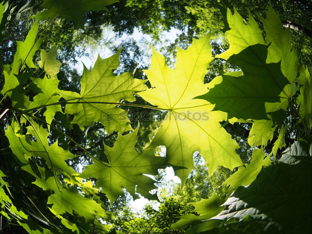 Similar – Snail on vine leaf Nature