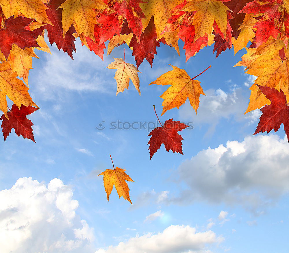 Similar – Image, Stock Photo maple Plant Animal Sky