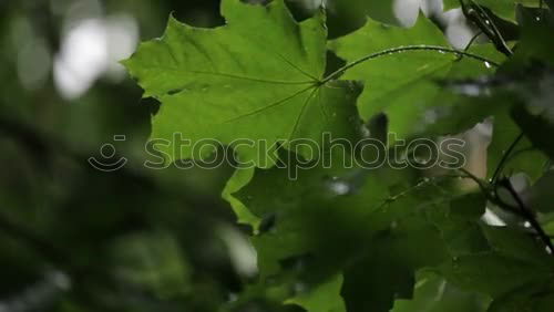 Similar – Foto Bild Grün Umwelt Natur Frühling