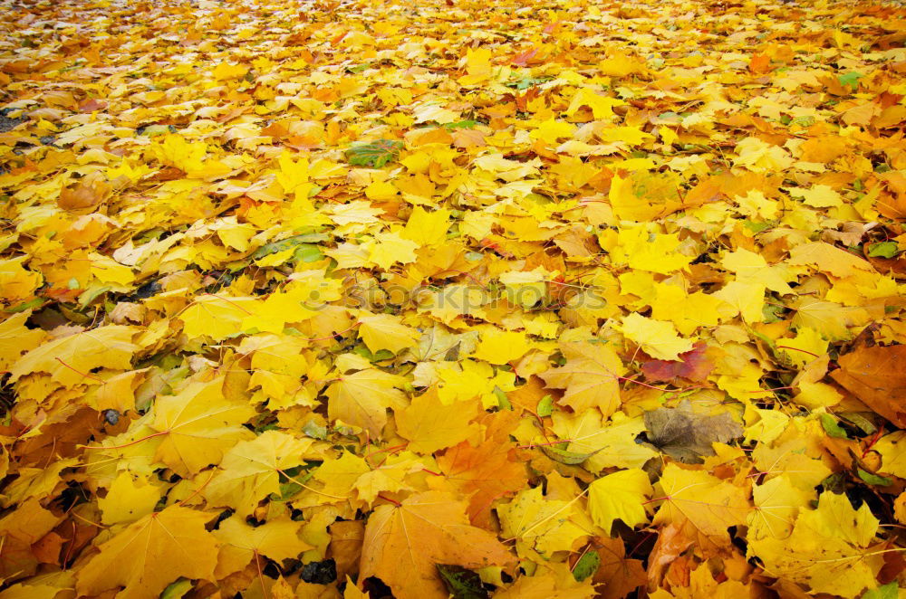 Similar – Gelber Herbst Baum Blatt