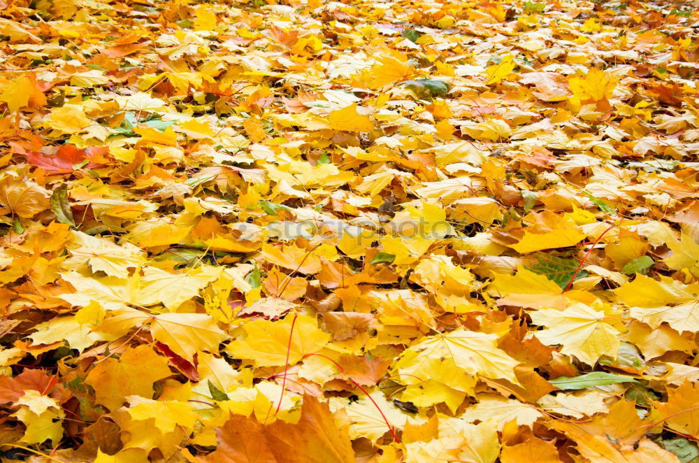 Similar – Gelber Herbst Baum Blatt