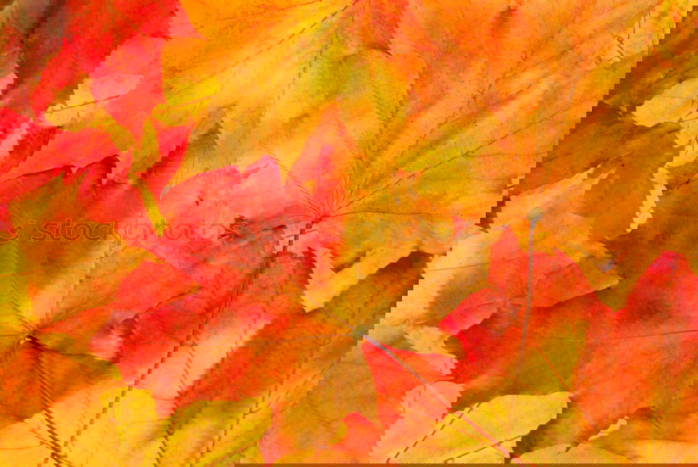 Similar – Image, Stock Photo #AS# Autumn Three Art