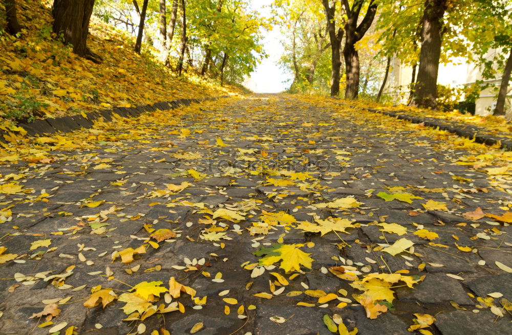 Similar – Image, Stock Photo autumn trail Asphalt