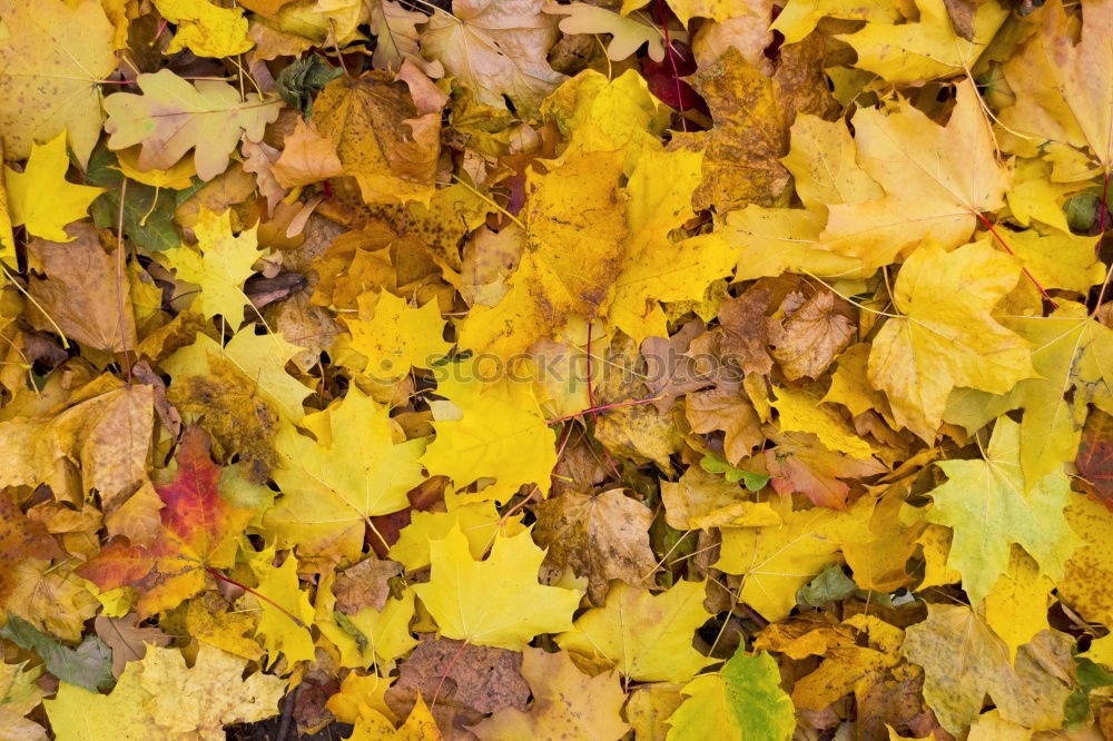 Similar – Image, Stock Photo maple. Syrup. Lifestyle