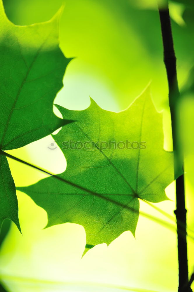 Similar – leaf green Environment