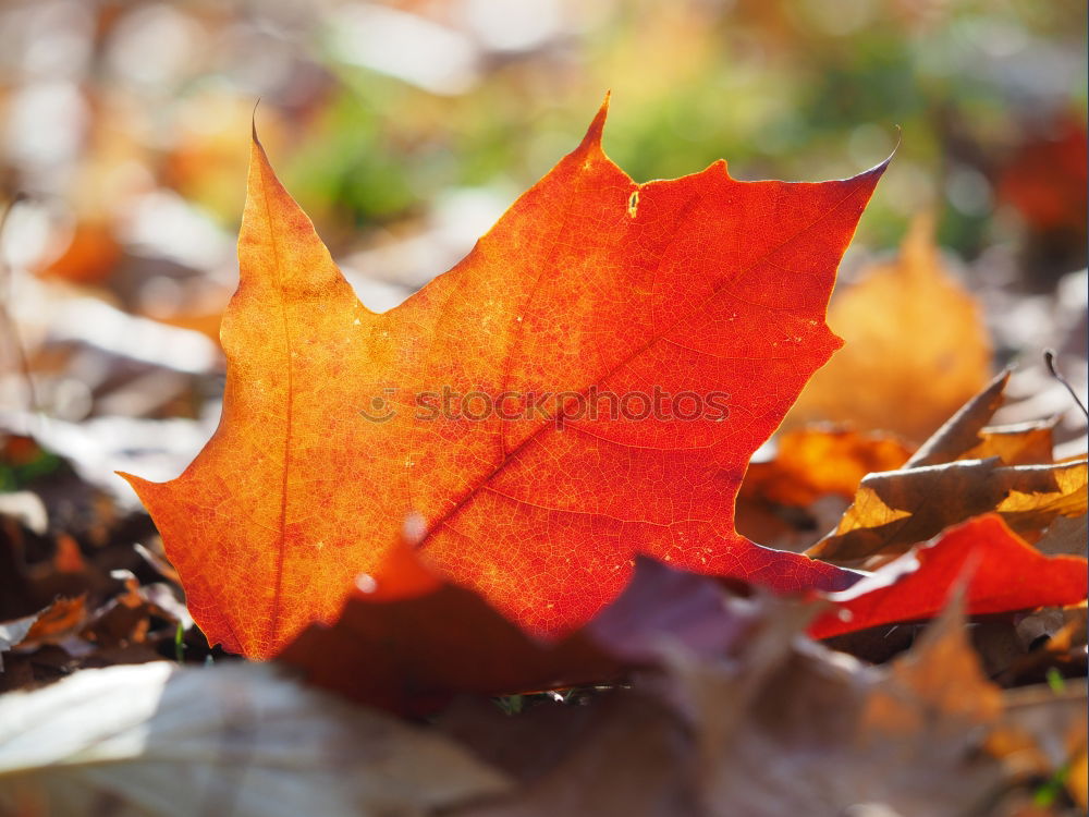 Similar – Image, Stock Photo autumn colours Healthy