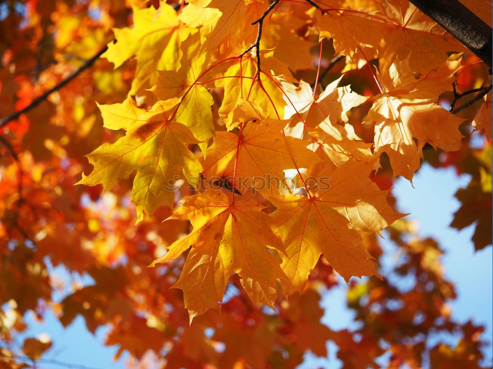 Similar – Herbstleuchten Baum