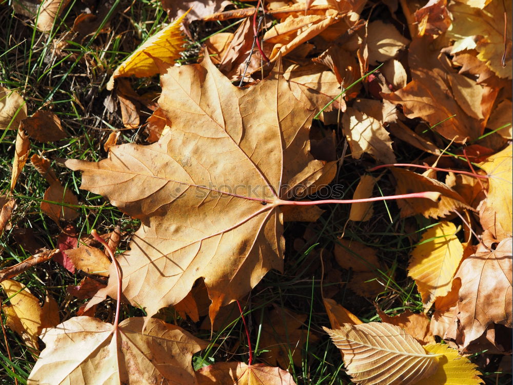 Image, Stock Photo Autumn colors. Fallen leaves of trees