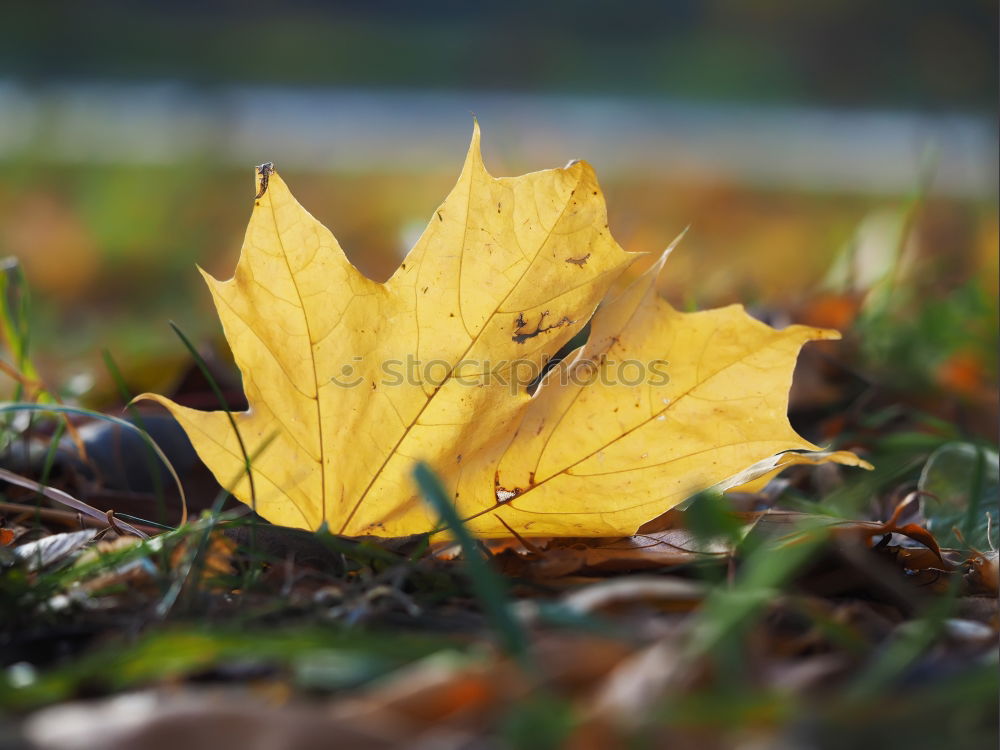 Similar – discoloured lime leaf