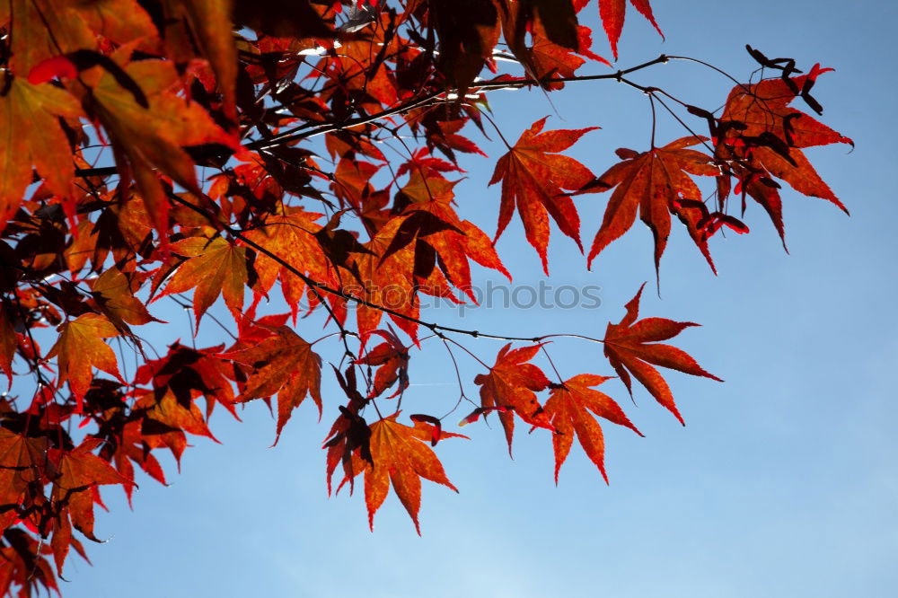 Similar – Maple tree with red autumn leaves against the blue sky